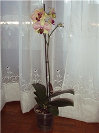 1b61dffb-Picture 555.jpg